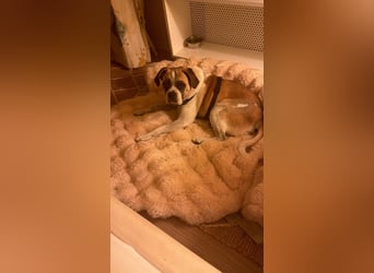 Linos sucht ein Zuhause