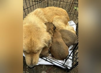 Liebenswerte ruhige Mabel sucht entspanntes Zuhause