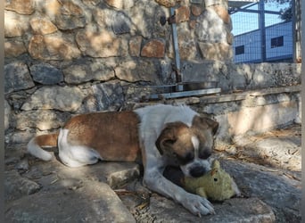 Linos sucht ein Zuhause
