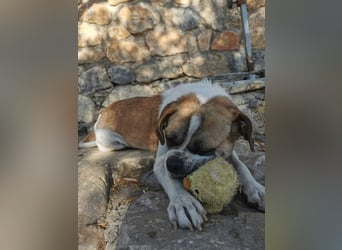 Linos sucht ein Zuhause