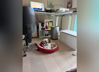 Linos sucht ein Zuhause