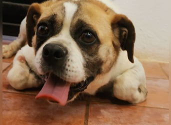 Linos sucht ein Zuhause