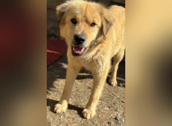 Liebenswerte ruhige Mabel sucht entspanntes Zuhause