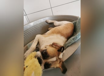 Linos sucht ein Zuhause