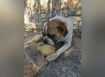 Linos sucht ein Zuhause