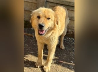 Liebenswerte ruhige Mabel sucht entspanntes Zuhause