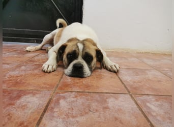 Linos sucht ein Zuhause