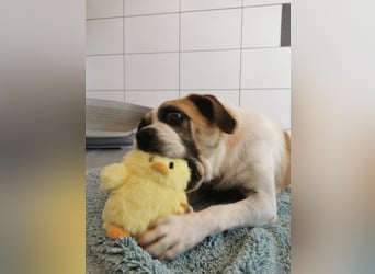 Linos sucht ein Zuhause
