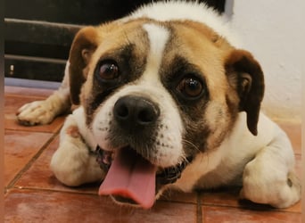 Linos sucht ein Zuhause