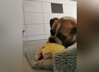 Linos sucht ein Zuhause