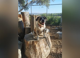 Linos sucht ein Zuhause