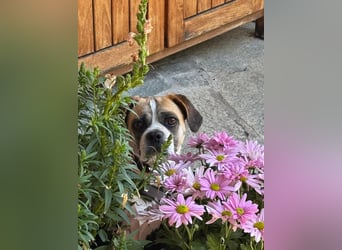 Linos sucht ein Zuhause