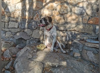 Linos sucht ein Zuhause