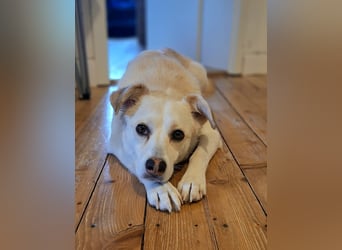 Snowy - Charakter trifft Schönheit