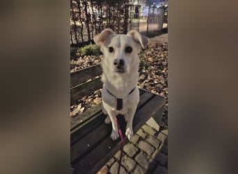 Snowy - Charakter trifft Schönheit