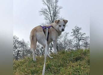 Snowy - Charakter trifft Schönheit