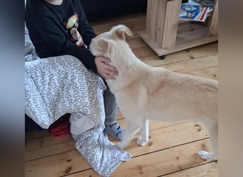 Snowy - Charakter trifft Schönheit