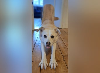 Snowy - Charakter trifft Schönheit