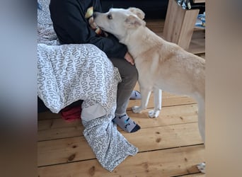 Snowy - Charakter trifft Schönheit