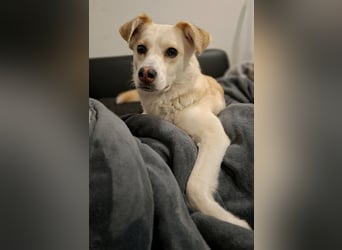 Snowy - Charakter trifft Schönheit