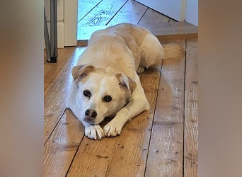 Snowy - Charakter trifft Schönheit