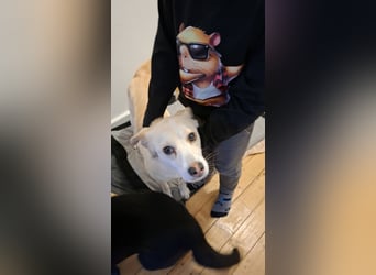 Snowy - Charakter trifft Schönheit