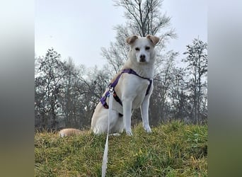 Snowy - Charakter trifft Schönheit