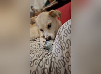 Snowy - Charakter trifft Schönheit