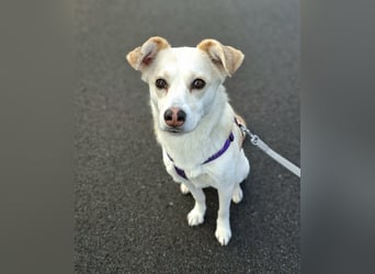 Snowy - Charakter trifft Schönheit