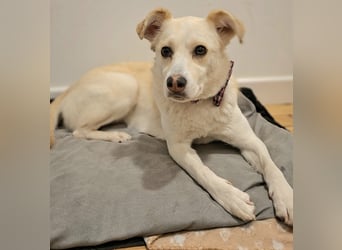 Snowy - Charakter trifft Schönheit