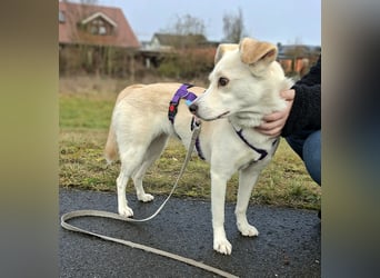 Snowy - Charakter trifft Schönheit