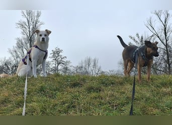 Snowy - Charakter trifft Schönheit