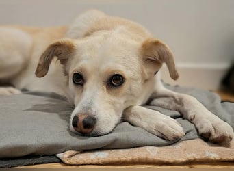 Snowy - Charakter trifft Schönheit