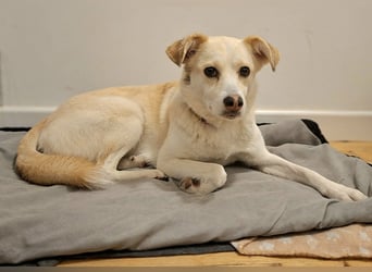 Snowy - Charakter trifft Schönheit