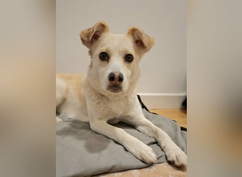 Snowy - Charakter trifft Schönheit