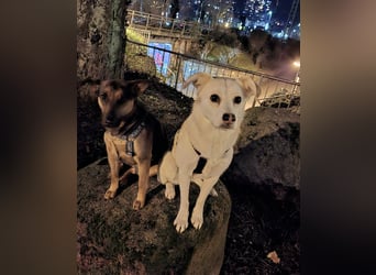 Snowy - Charakter trifft Schönheit