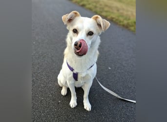 Snowy - Charakter trifft Schönheit
