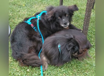 Chewbacca - ist tollpatschig&verschmust