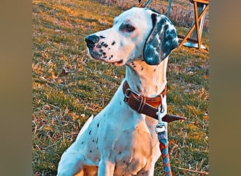 Emmi - ist leider unterfordert