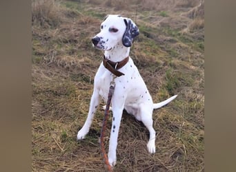 Emmi - ist leider unterfordert