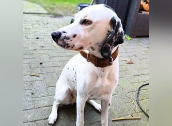 Emmi - ist leider unterfordert