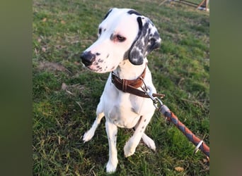 Emmi - ist leider unterfordert