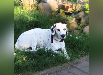 Emmi - ist leider unterfordert