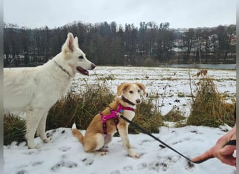 Lillifee - die Kämpferin