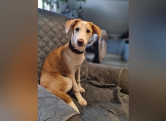 Lillifee - die Kämpferin