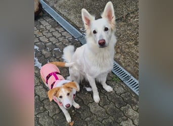 Lillifee - die Kämpferin