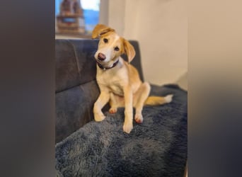 Lillifee - die Kämpferin