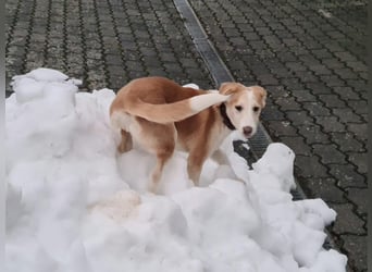 Lillifee - die Kämpferin