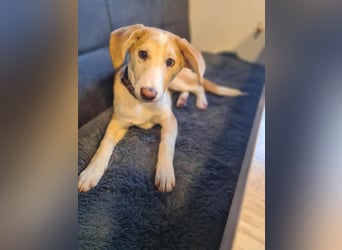 Lillifee - die Kämpferin