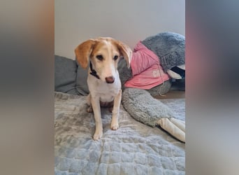 Lillifee - die Kämpferin